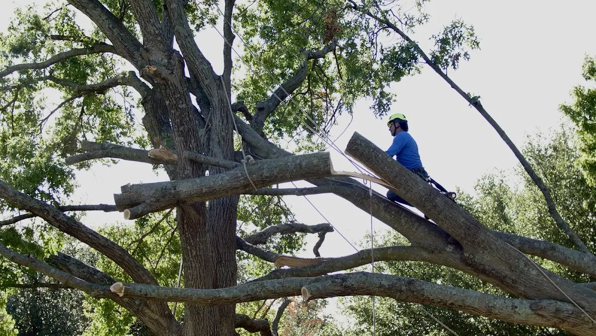 Professional Crown Thinning performed by certified arborists in Burlington Junction